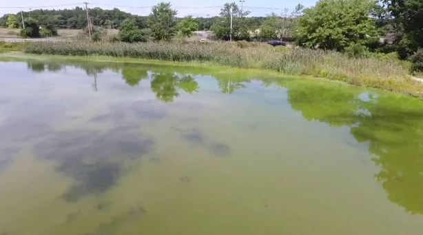 Scientists say toxic algae blooms across Long Island are getting more intense.
