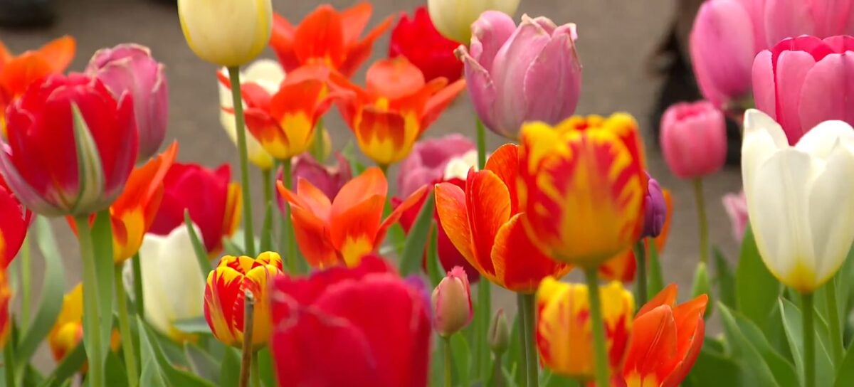 A springtime tradition is safe. The Minneapolis "tulip house" is in bloom yet again after the house was sold last fall.