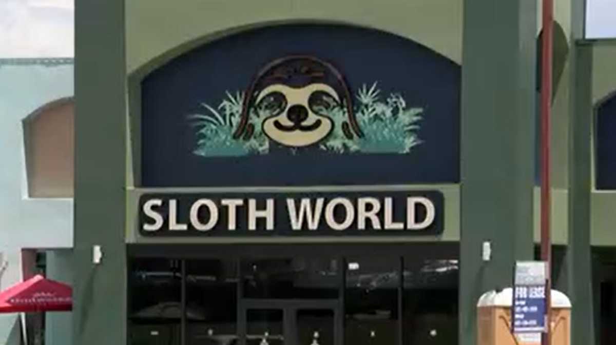 The 13 surviving sloths from Sloth World continue to recover at the Central Florida Zoo in Sanford.