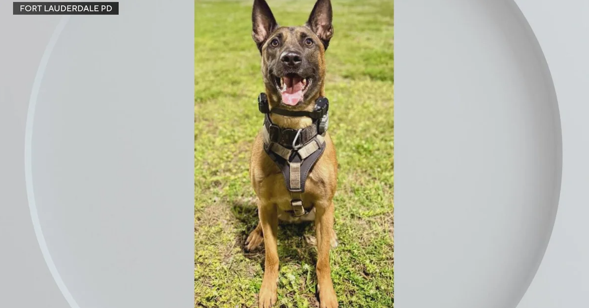 A Fort Lauderdale K-9 officer