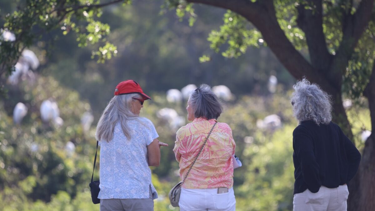 A group of birdwatchers met in Hillsborough County to learn how to count a Wood Stork colony.