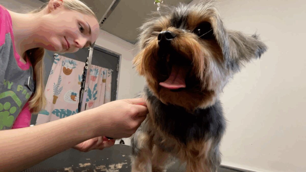 A Lakeshore pet boutique is helping shelter dogs put their best paw forward before finding new homes.