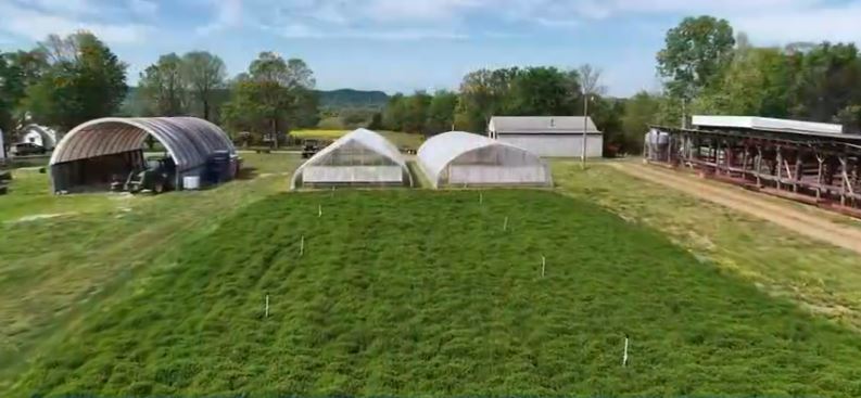 Rows of fresh mint stretch across the Nelson family farm in New Hope