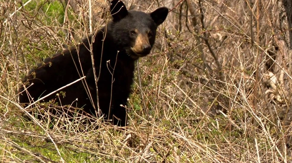 A Black bear in western North Carolina.