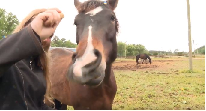 A Suffolk community rallied together to evacuate 28 horses from Harmonia Equestrian on Copeland Road after a nearby brush fire rapidly spread.