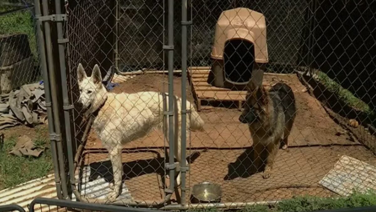 According to the Aliceville police chief