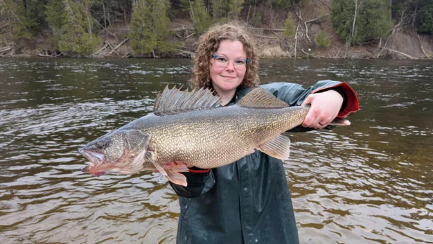 The Michigan Department of Natural Resources said its fisheries staff found a walleye weighing at 15 pounds in the Muskegon River during spring 2026.