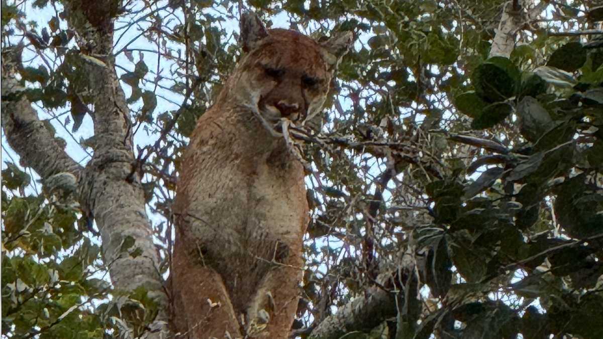Mountain lion sighting grabs local interest
