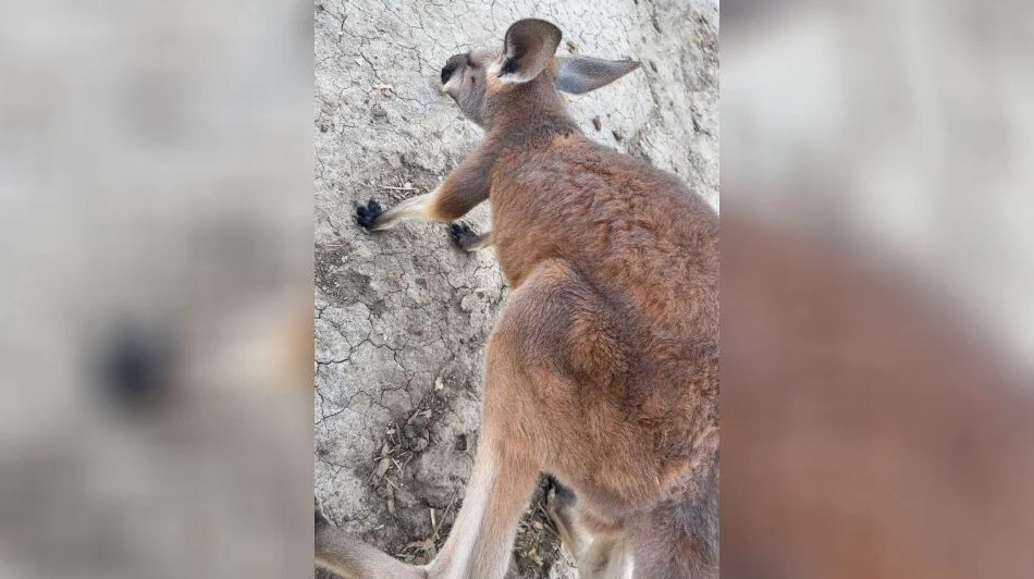 Officials say a kangaroo who got loose on Easter Sunday is still at large in southeast Kansas.