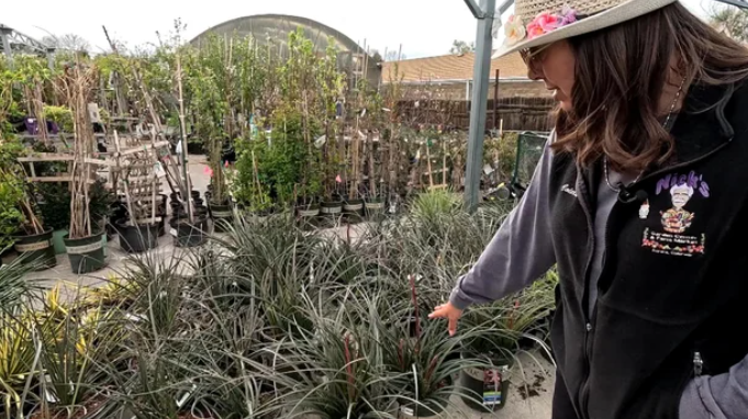 Horticulturist Colette Haskell is pictured at Nick's Garden Center.