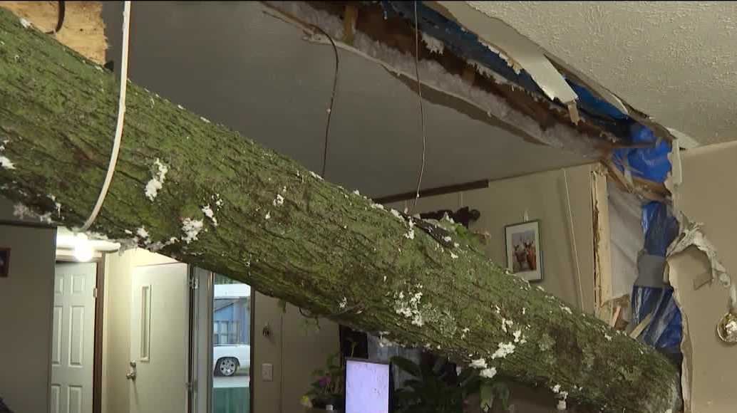 Wanda Tabar said the tree crashed through her ceiling around noon