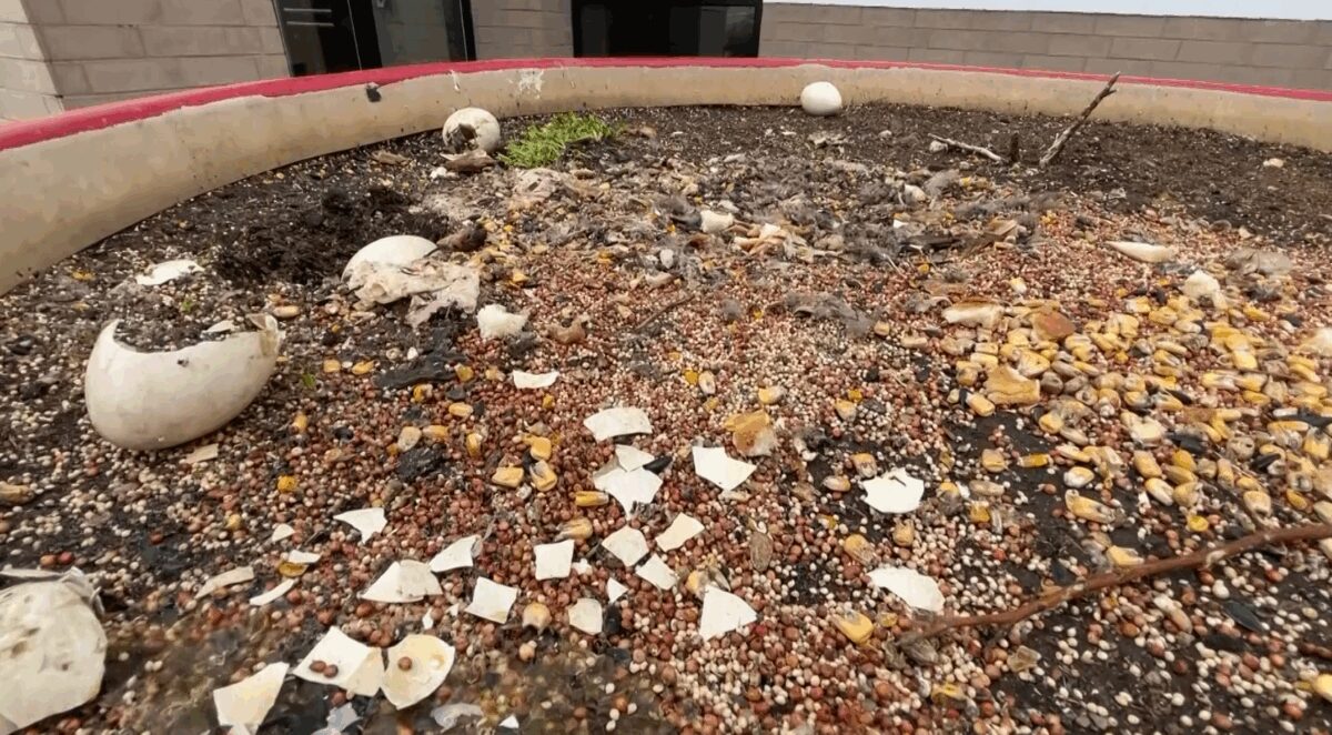 A violent act against some beloved geese has left community members heartbroken.