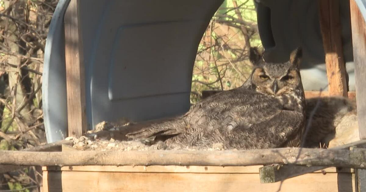 A West Omaha man built a 24-foot nest in his backyard for great horned owls. He photographs the wild birds and shares their journey with neighbors.