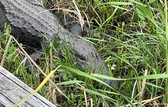 Alligator sighting on the Creole Nature Trail