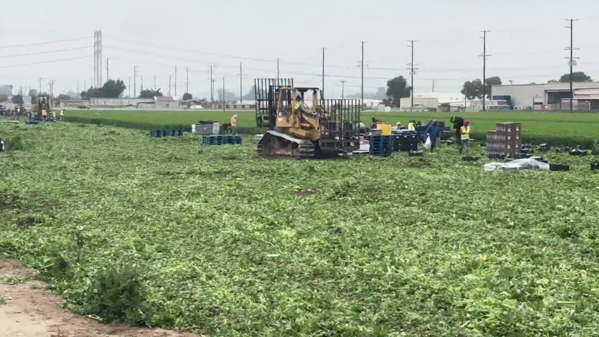 “Farmworkers Day” Re-Shifts Focus to Those Bringing in the Crops