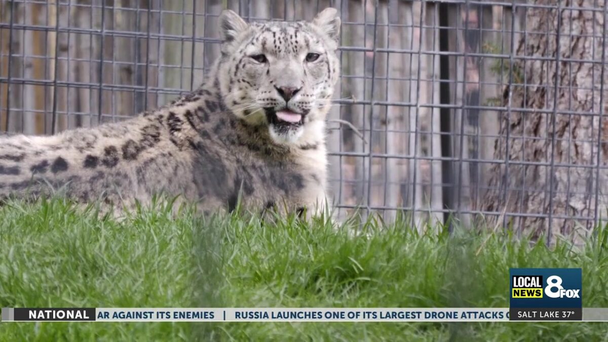 The Idaho Falls Zoo is reopening – despite the cold weather