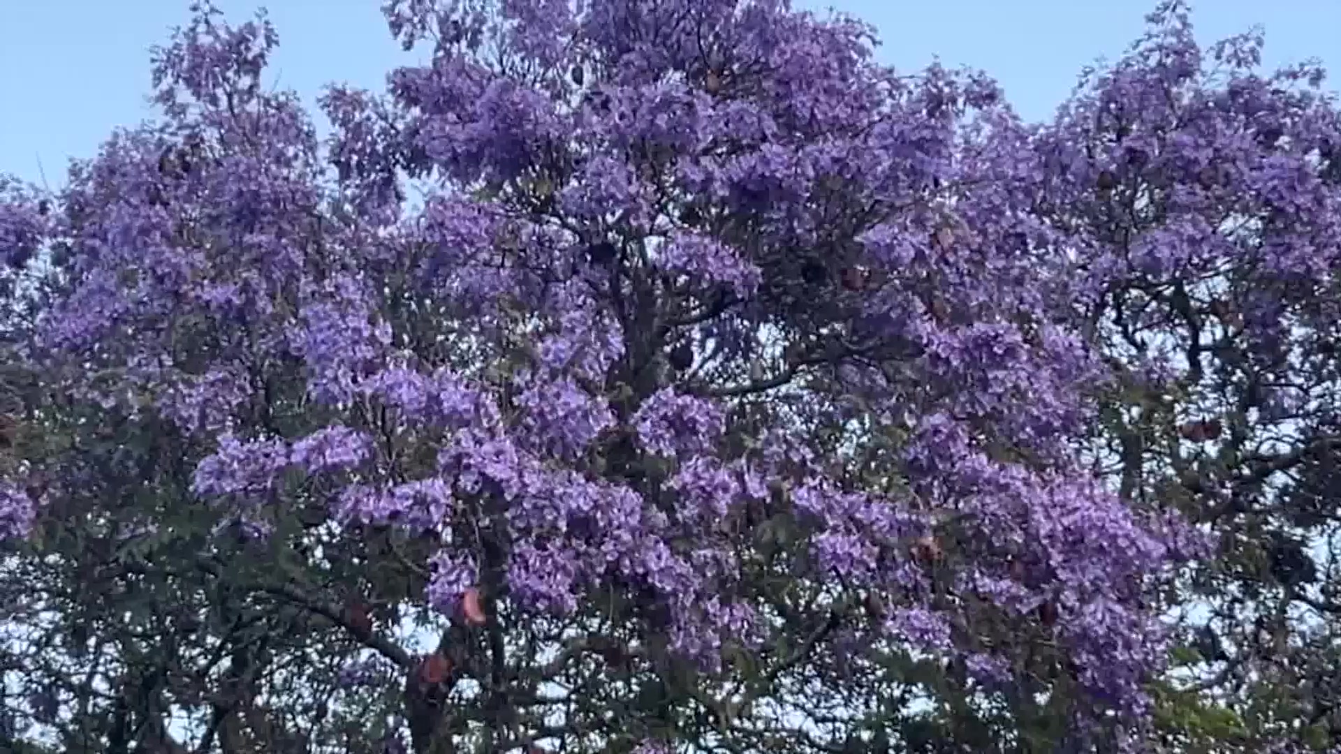 Purple Rain falls from Jacaranda Trees