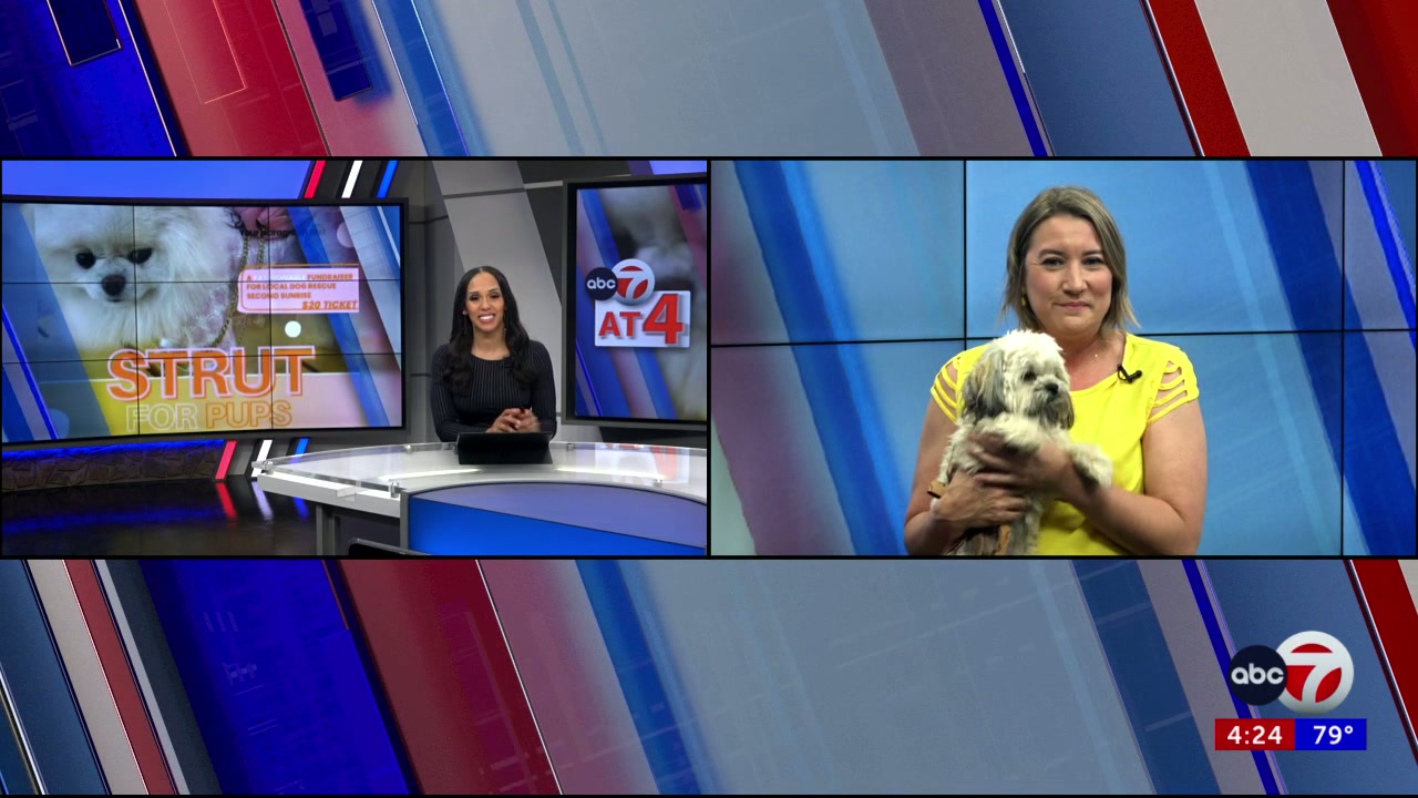 Walk This Way — Strut for Pups Brings Dog Fashion to the Forefront