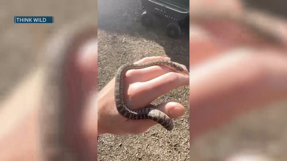 There’s Good News: Think Wild introduces new