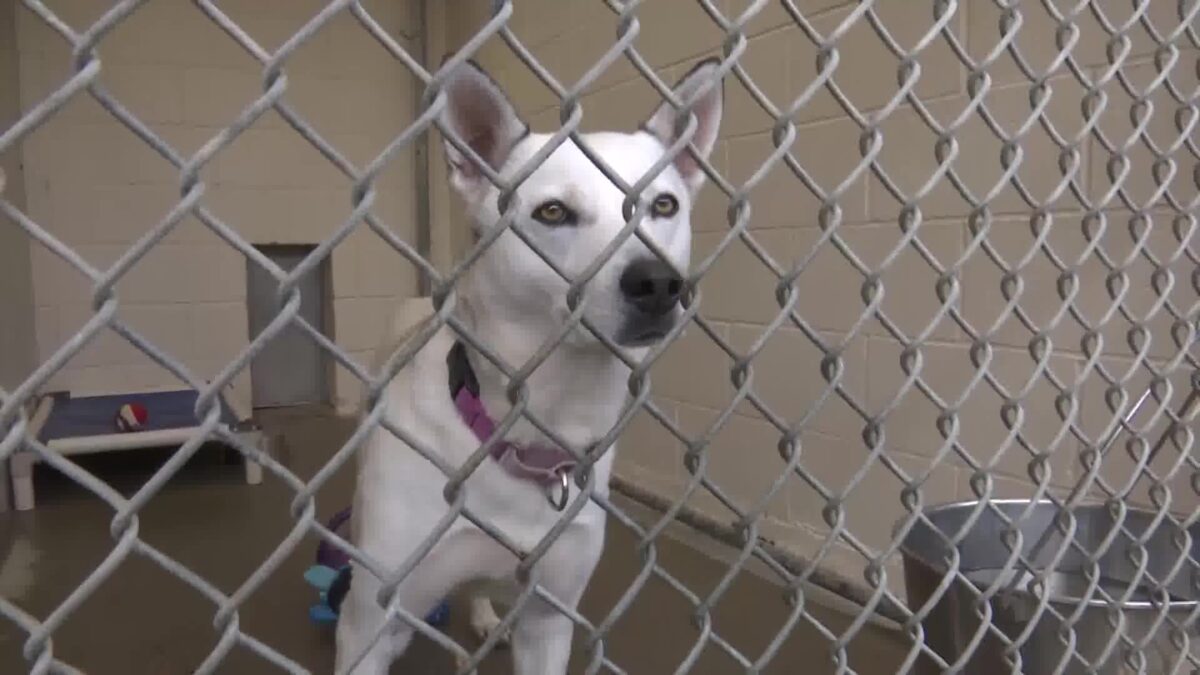 Aging Lompoc Animal Shelter to undergo renovation with federal funding