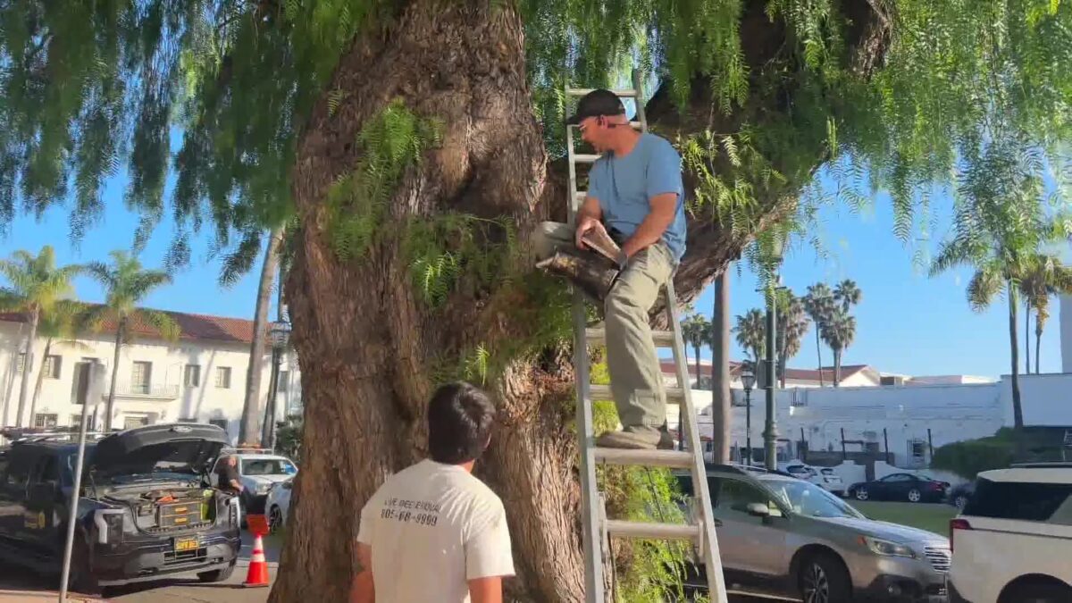 Super Bee crew treats City Hall Pepper Tree