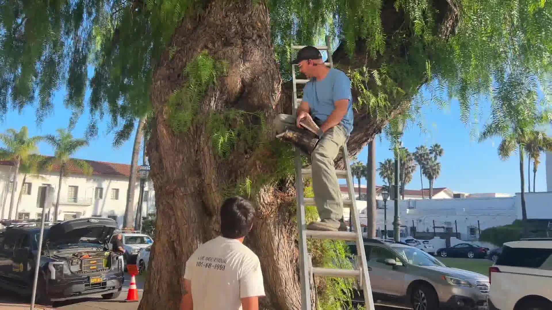 Super Bee crew treats City Hall Pepper Tree
