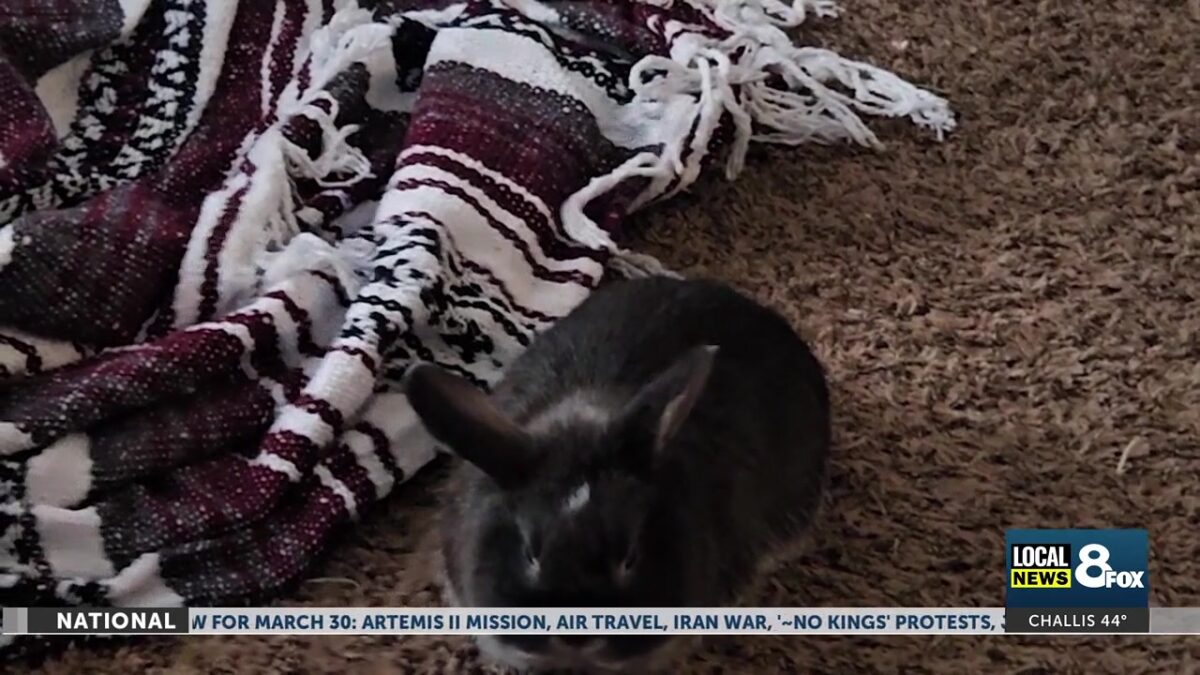 The hidden danger of gifting Easter Rabbits