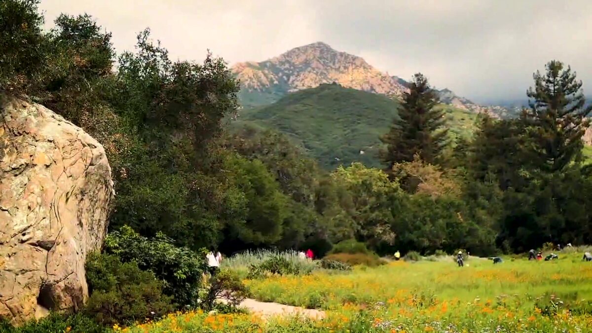 Santa Barbara Botanic Garden Races to Save Rare  Pine Tree at 100