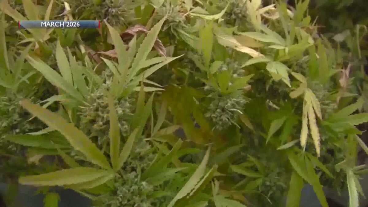 Nine Cannabis Operators Miss County Scrubber Deadline
