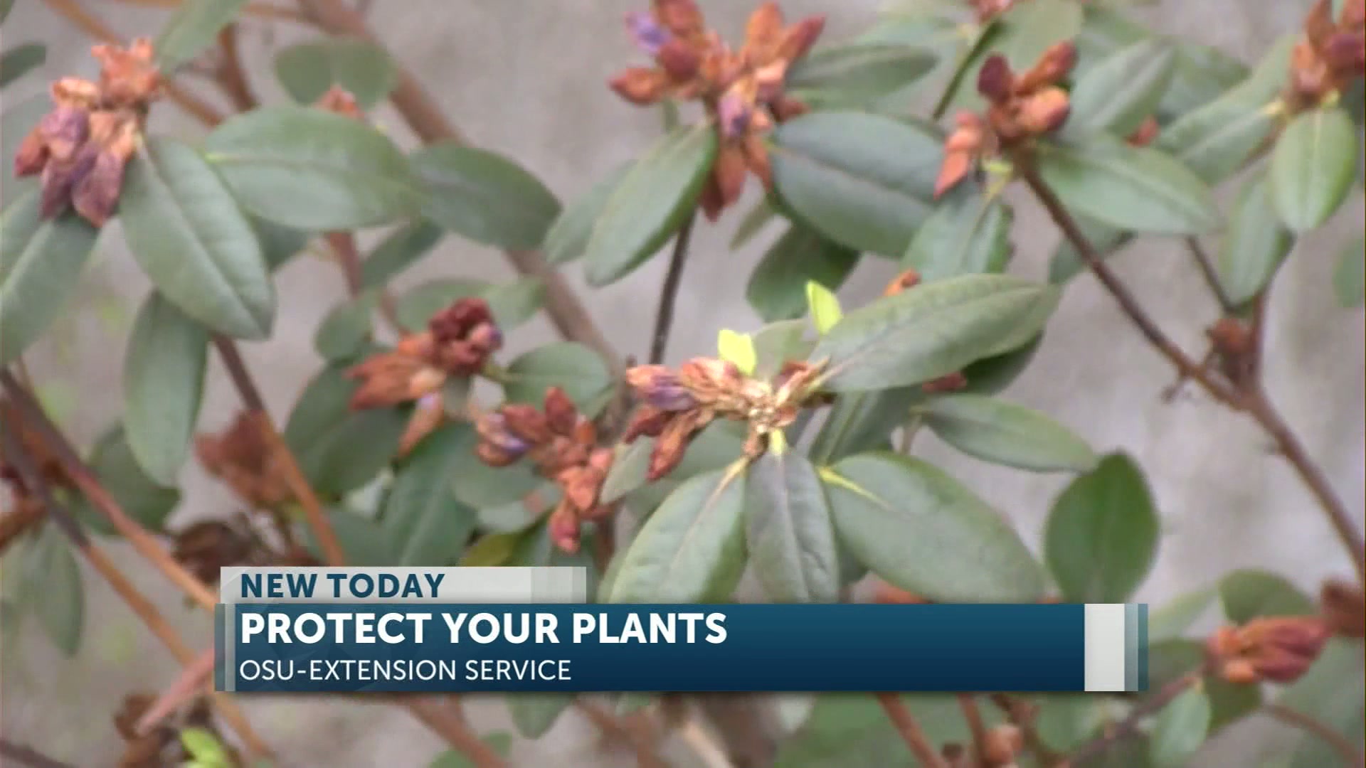 Protect your plants from cold weather