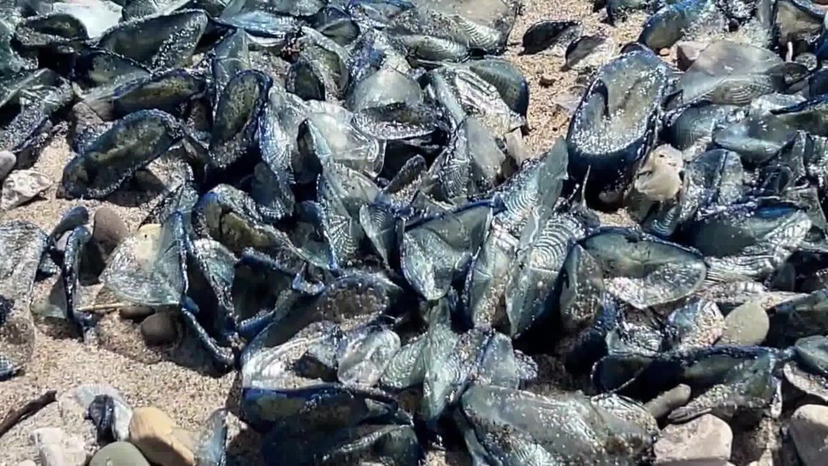 Winds blows By-The-Wind-Sailors ashore in Ventura