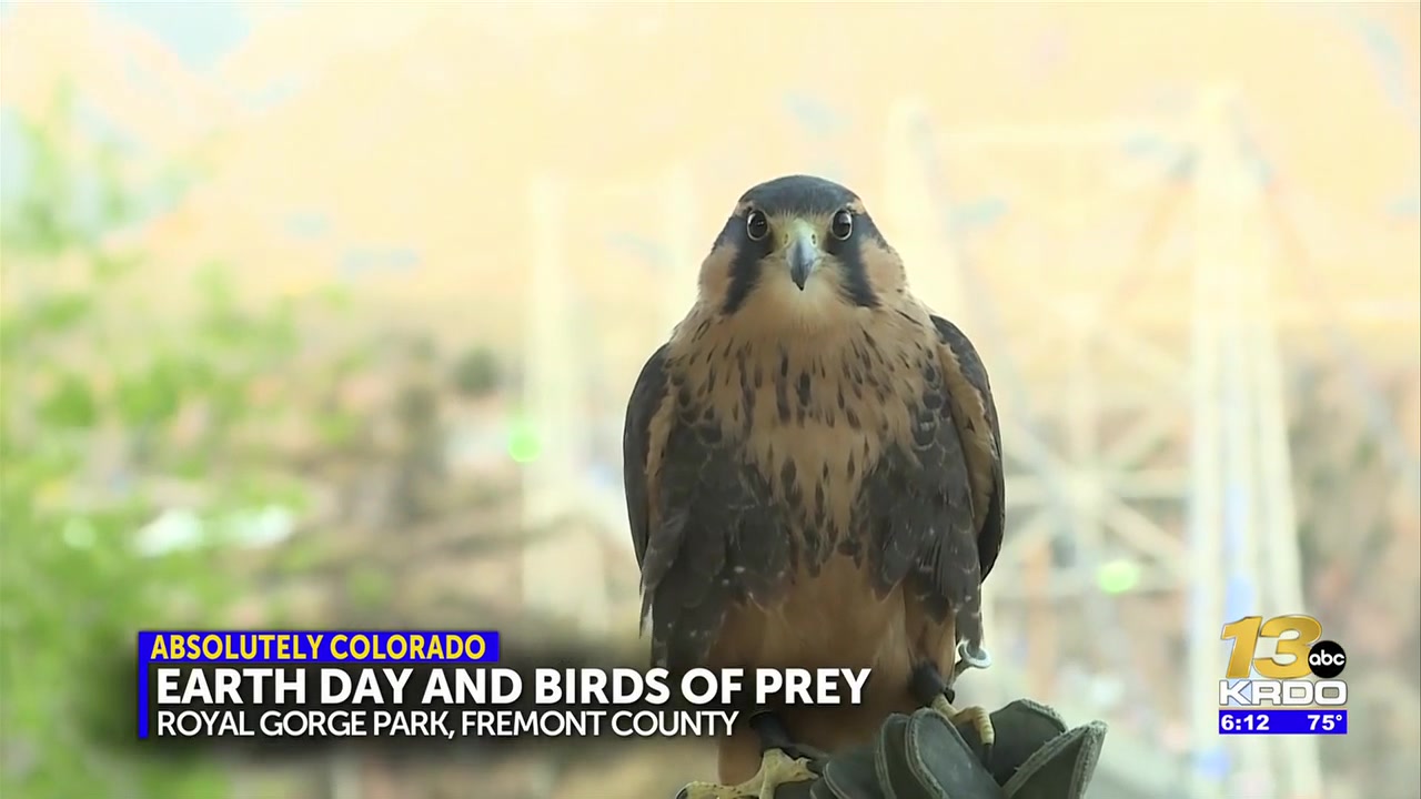 ‘Birds of Prey’ coming to Royal Gorge Bridge and Park to celebrate Earth Day