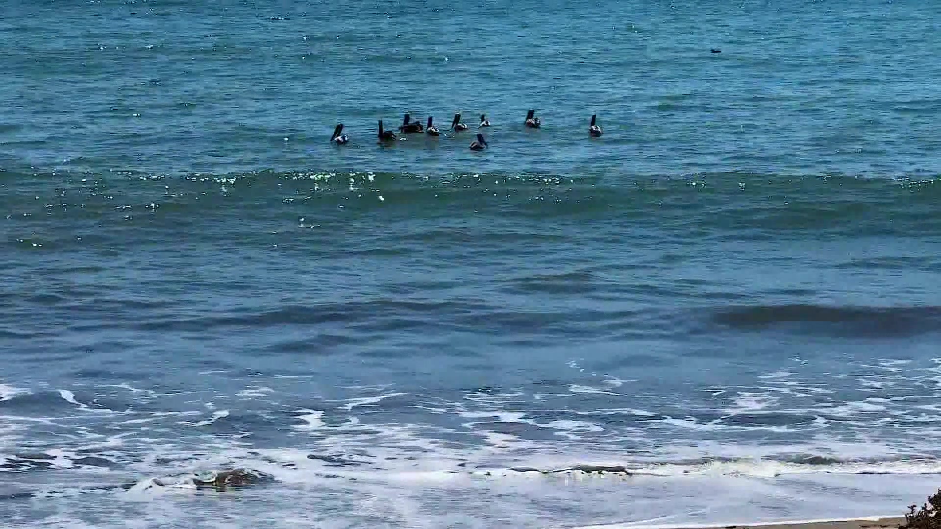 Central Coast Seabird Release Offers Hope Amid Rescue Surge