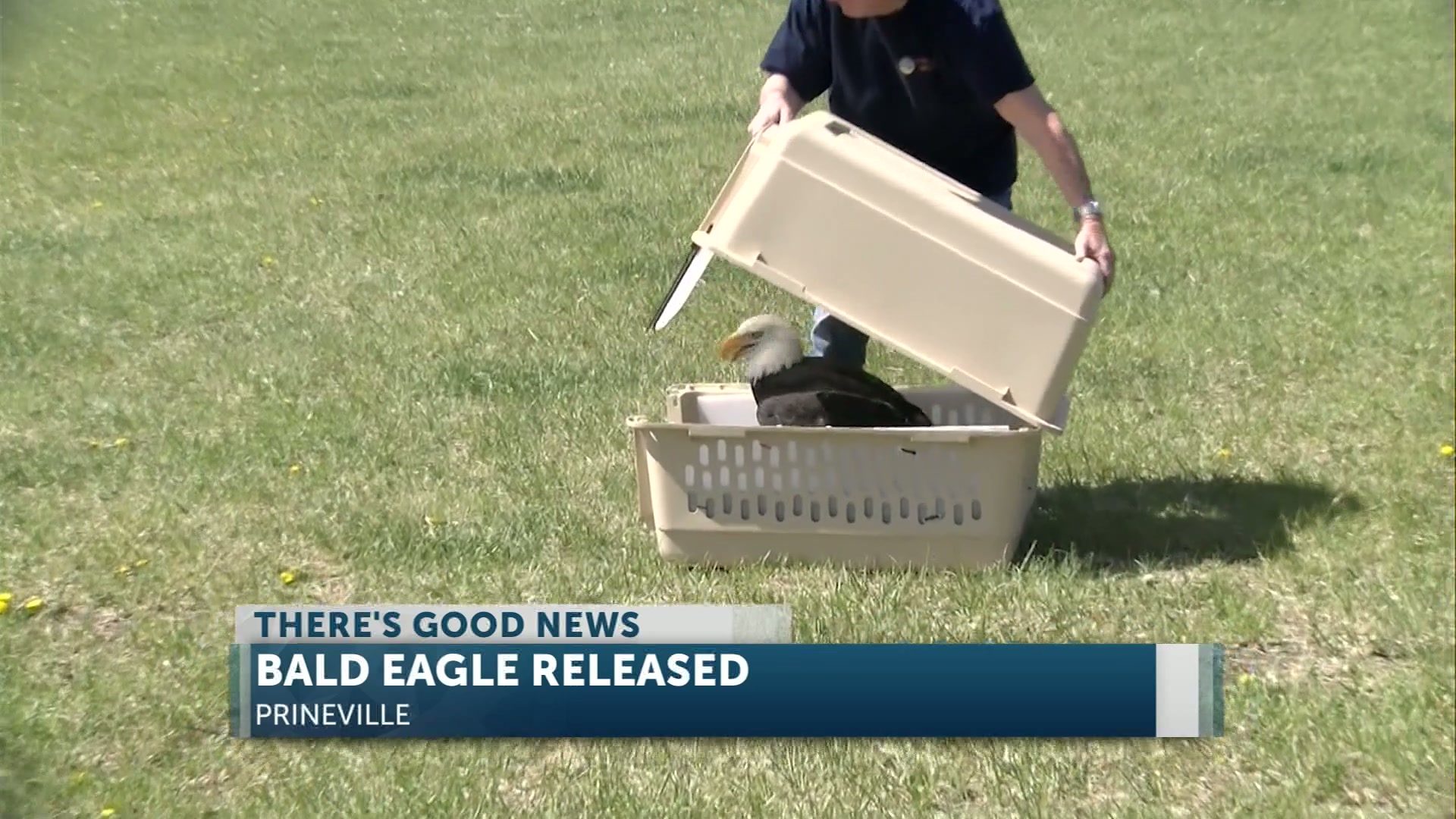 Think Wild releases Bald Eagle in Prineville after a month of care