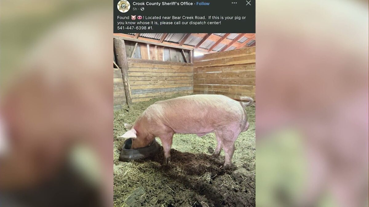 Are you missing a pig? Crook County Sheriff’s Office asks for public’s help reuniting lost swine with owner
