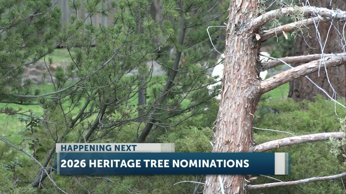 Oregon Heritage Tree Committee seeks nominations for 2026 program