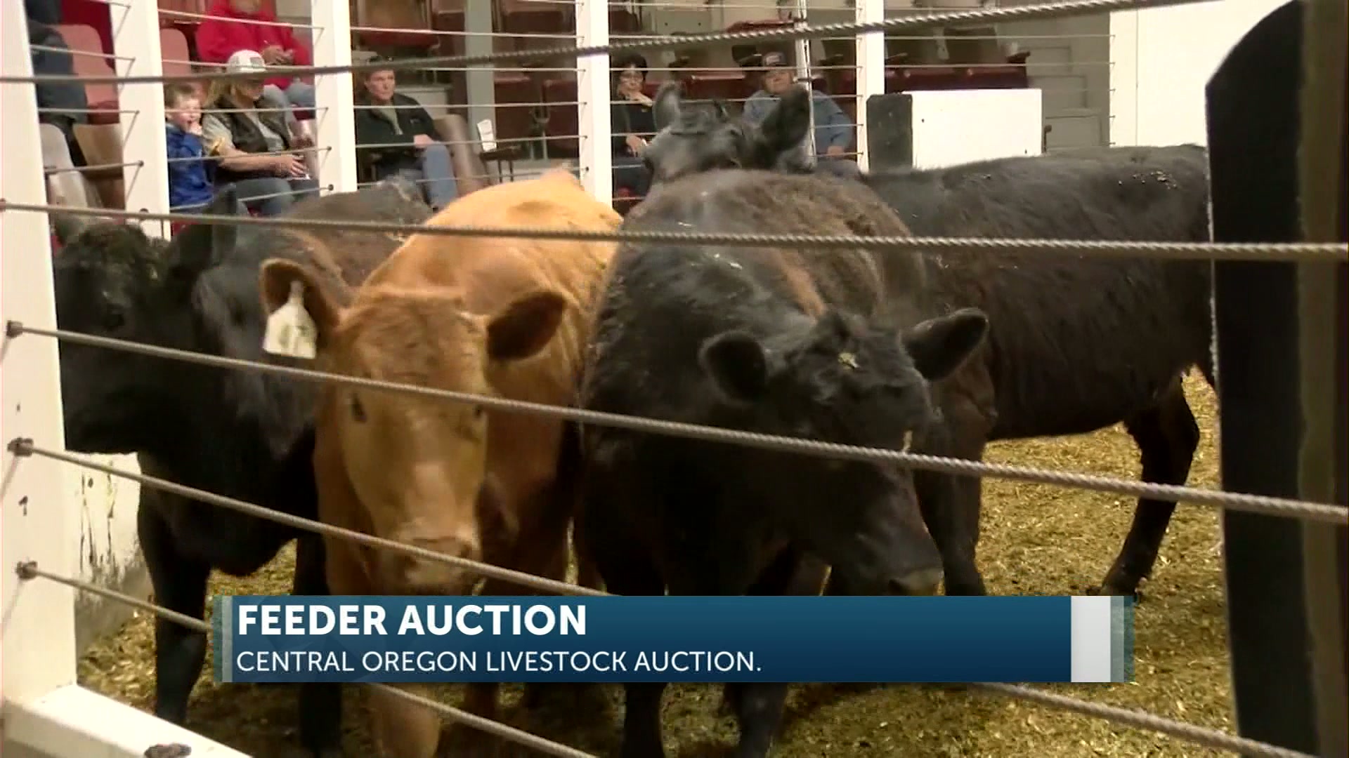Cattle industry thrives at Central Oregon Livestock Auction