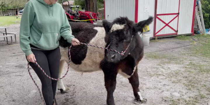 Bell Family Farm has agreed to take Charley in