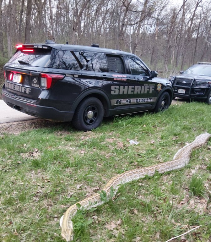 The Iowa County Sheriff's Office said the animal is not native to the area.