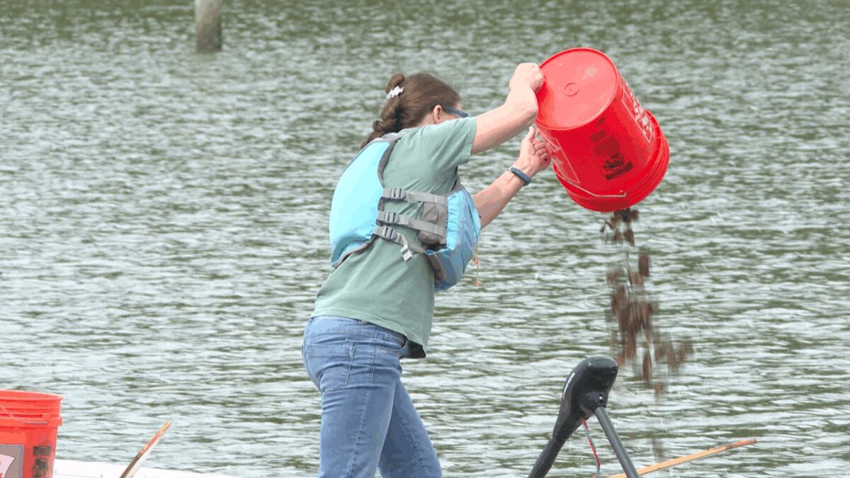 Students were on hand to watch the oysters be placed into the water.