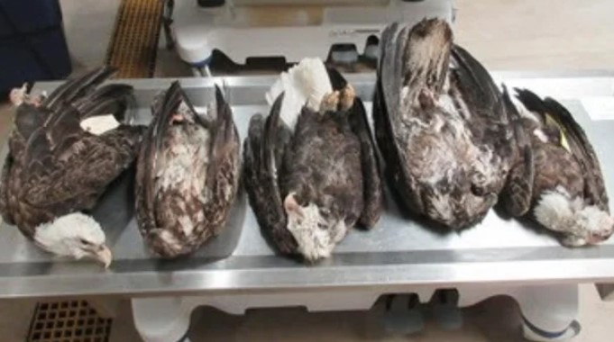 The Michigan Department of Natural Resources is asking the public for information on the circumstances of five dead eagles found in Delta County's Garden Peninsula between April 3-17