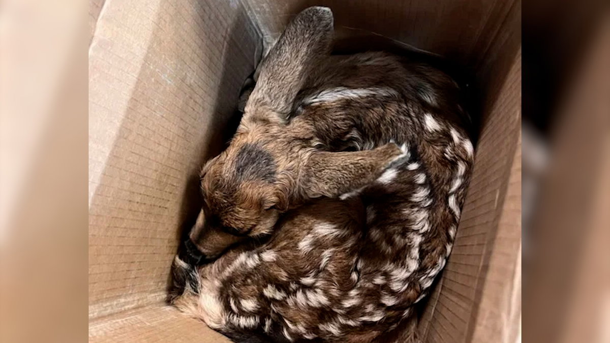 “Mamas know best”: Idaho Fish and Game Warns against interfering with spring baby animals