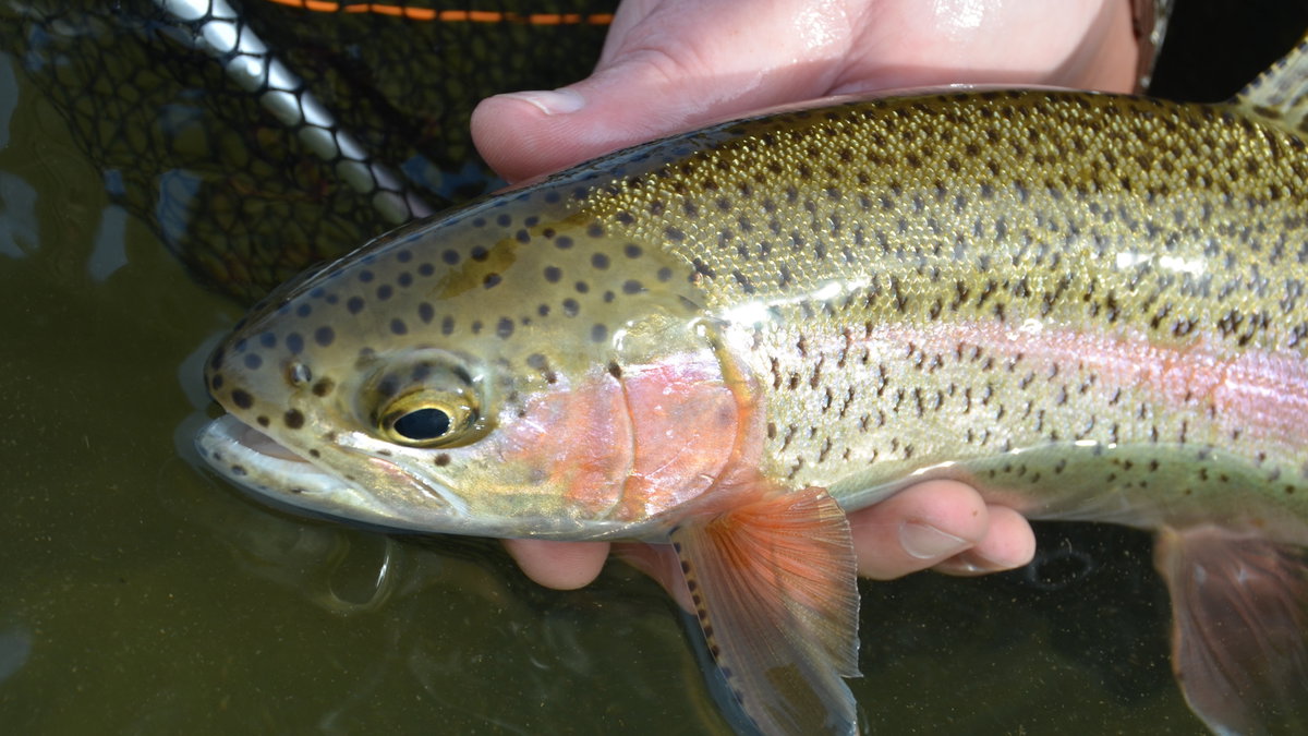 Fish on! Idaho Fish and Game restocks over 13