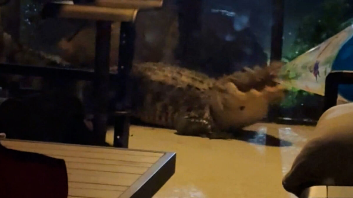 A homeowner films two alligators fighting as they crash through the door.