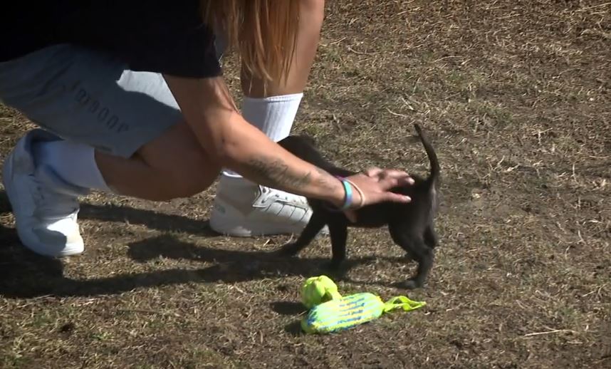 A program that benefits cats