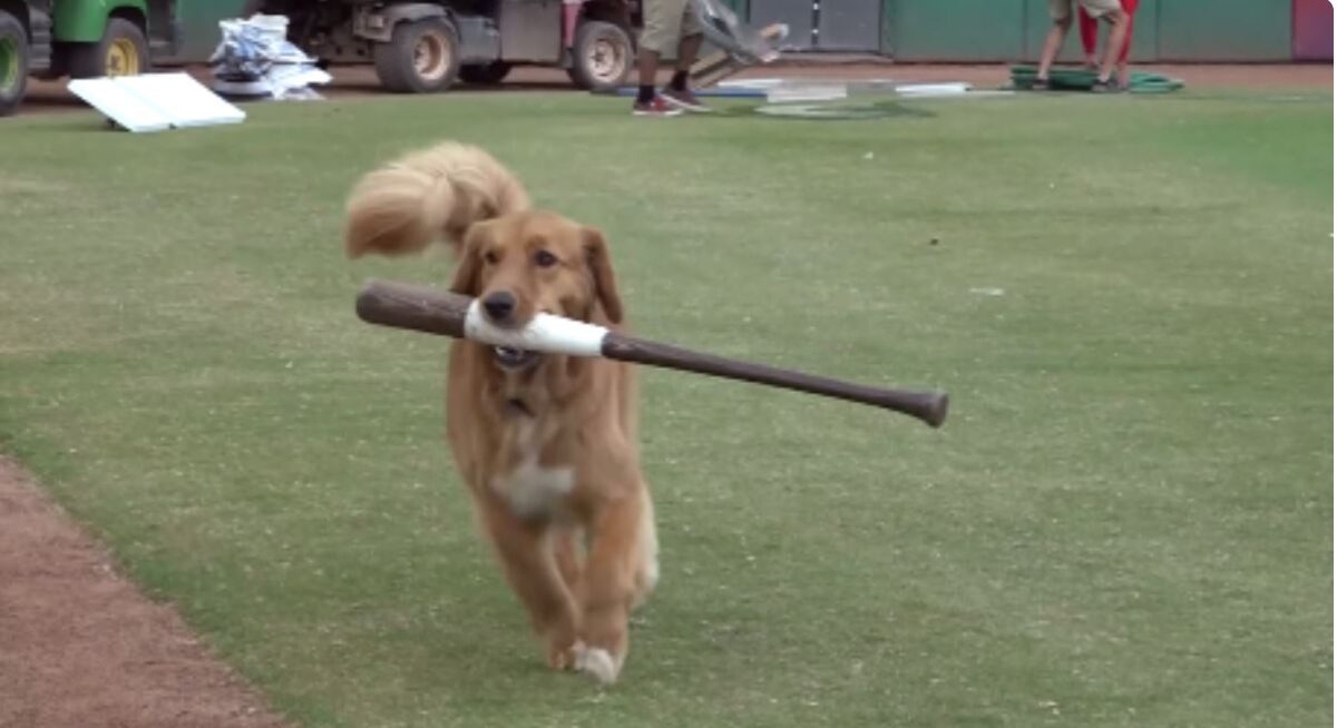 No one is more excited about getting on base than Omaha. The Golden Retriever is just doing her job