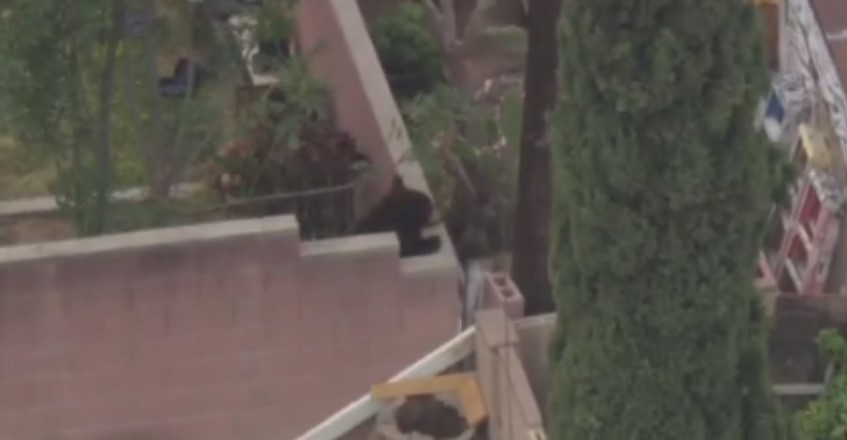 A large bear found roaming a Pacoima neighborhood has been tranquilized and will be released to the nearest suitable habitat