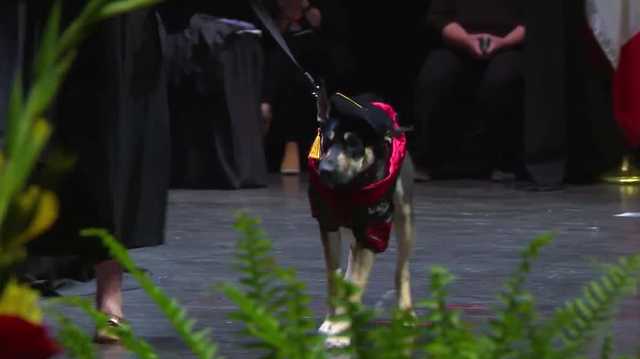 A dog who was brought in with devastating injuries after being hit by a car on Christmas Eve made a surprise appearance at Iowa State University’s College of Veterinary Medicine commencement ceremony to watch the students who helped save her life graduate.