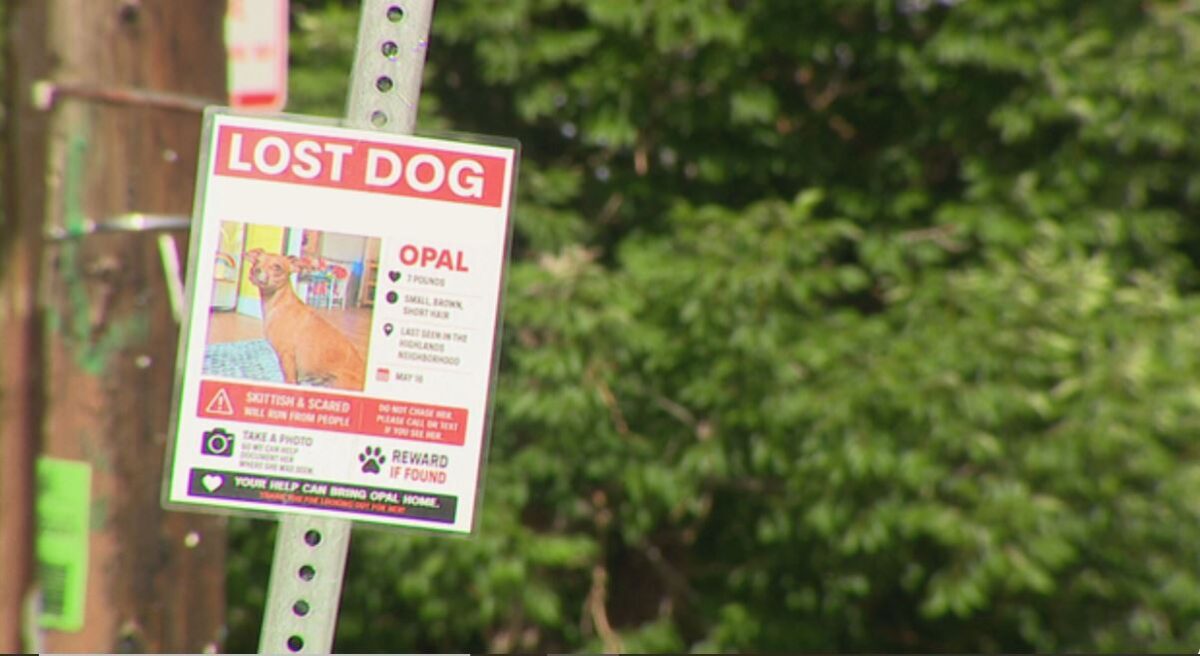 A Denver daycare owner is desperately searching for her missing service dog after she says the animal was taken from her yard earlier this month.