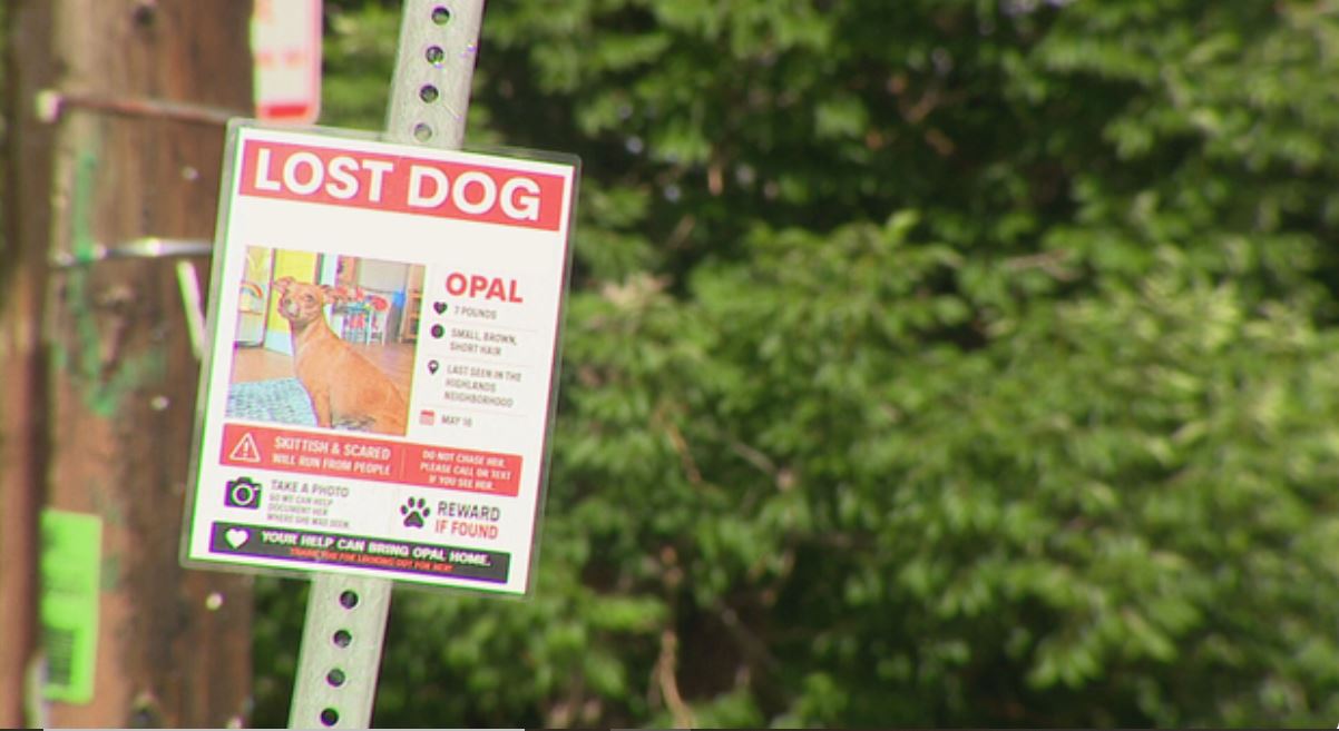 A Denver daycare owner is desperately searching for her missing service dog after she says the animal was taken from her yard earlier this month.
